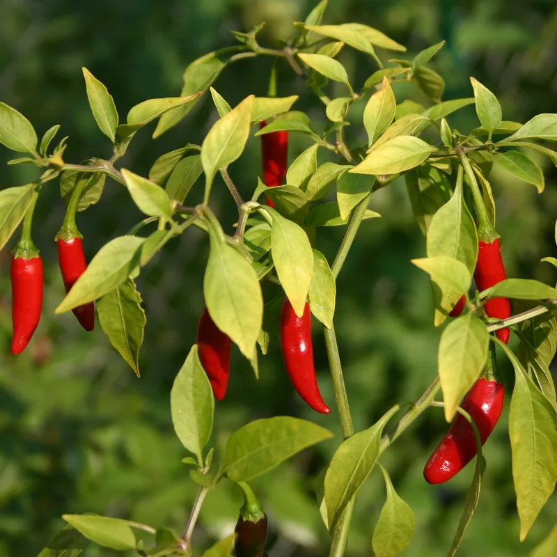 African Bird Pepper