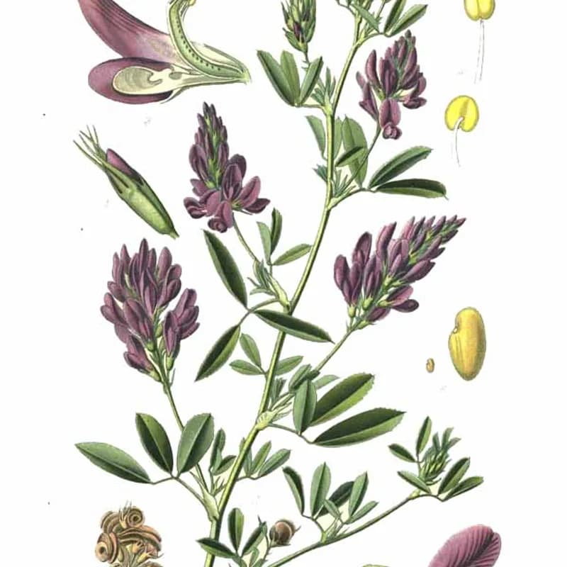 Alfalfa Leaf