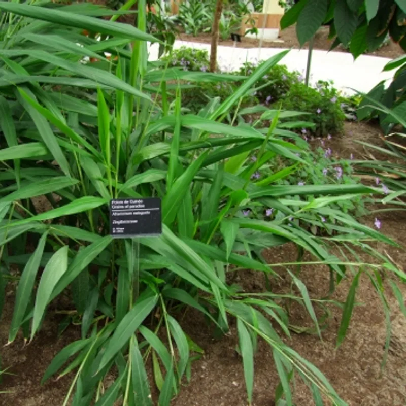 Alligator Pepper