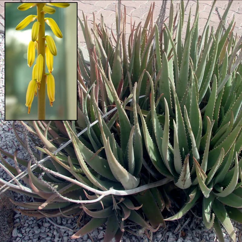 Aloe Vera