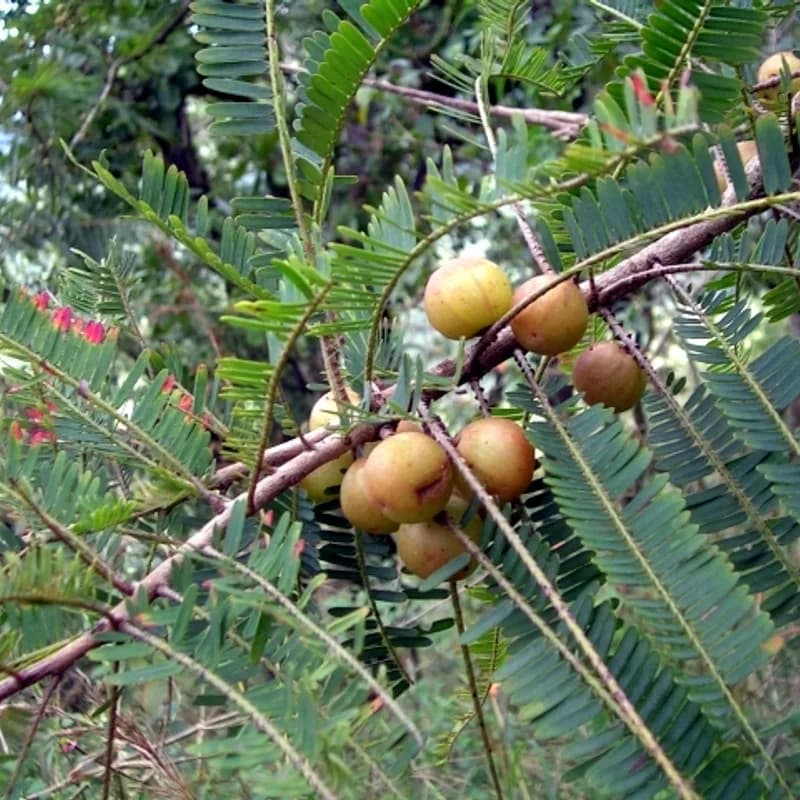 Amla (Indian Gooseberry)