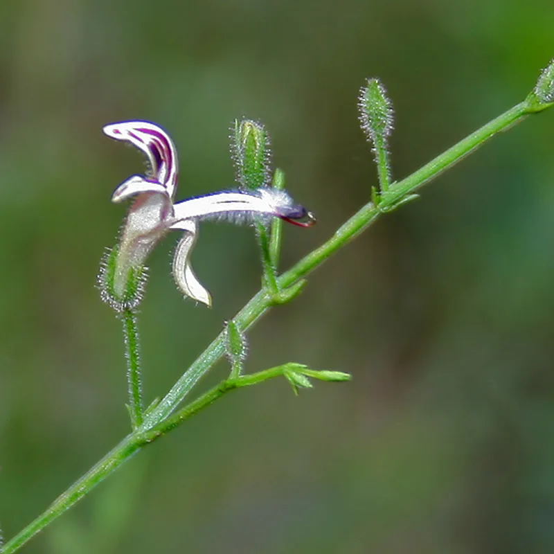 Andrographis