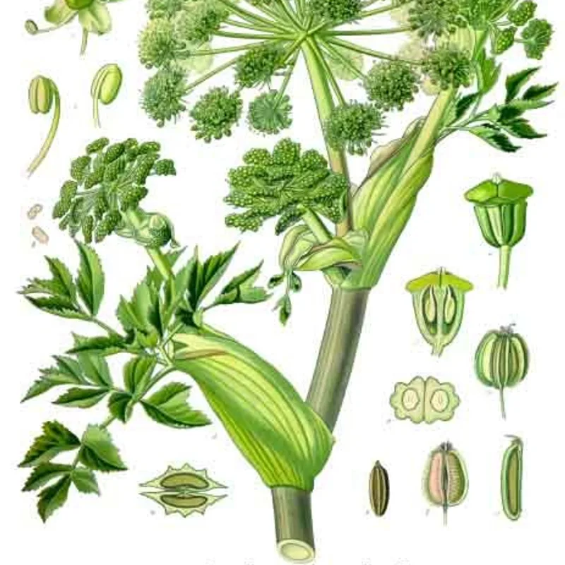 Angelica Root