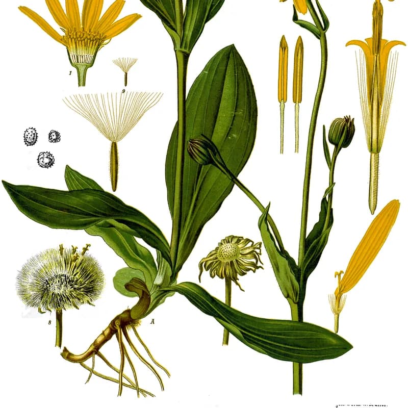 Arnica Flower