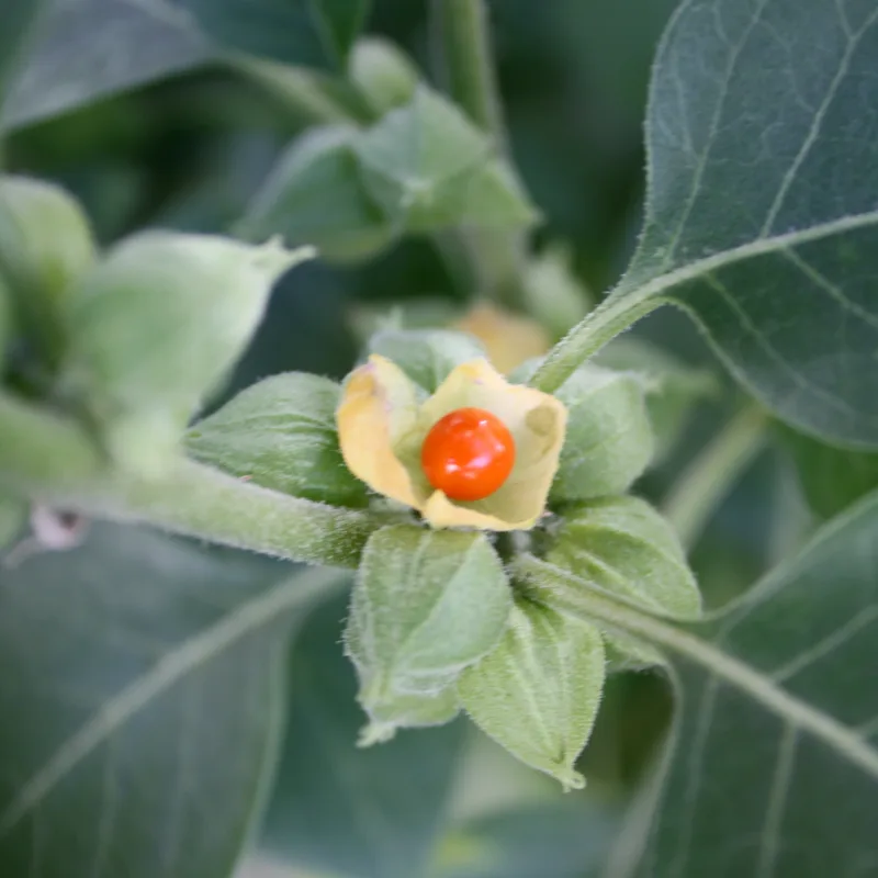 Ashwagandha Root