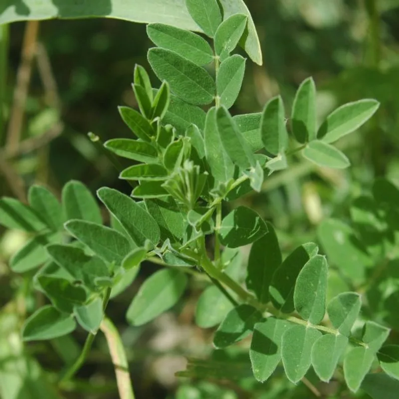 Astragalus Root