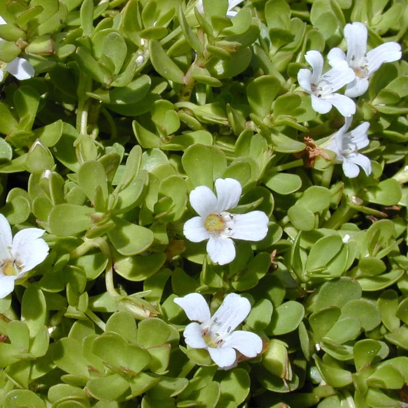 Bacopa Monnieri