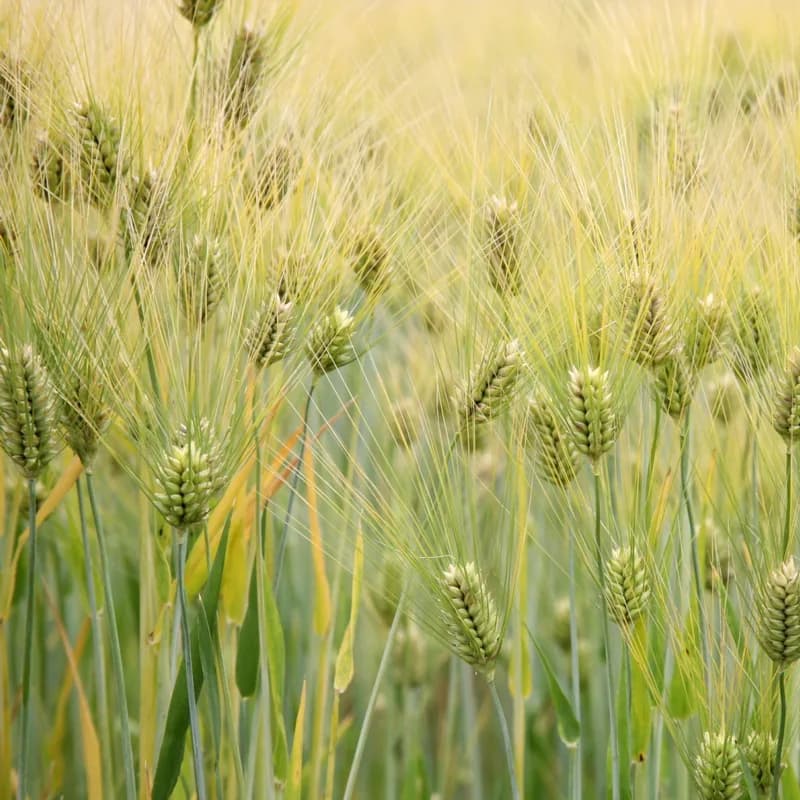 Barley Grass