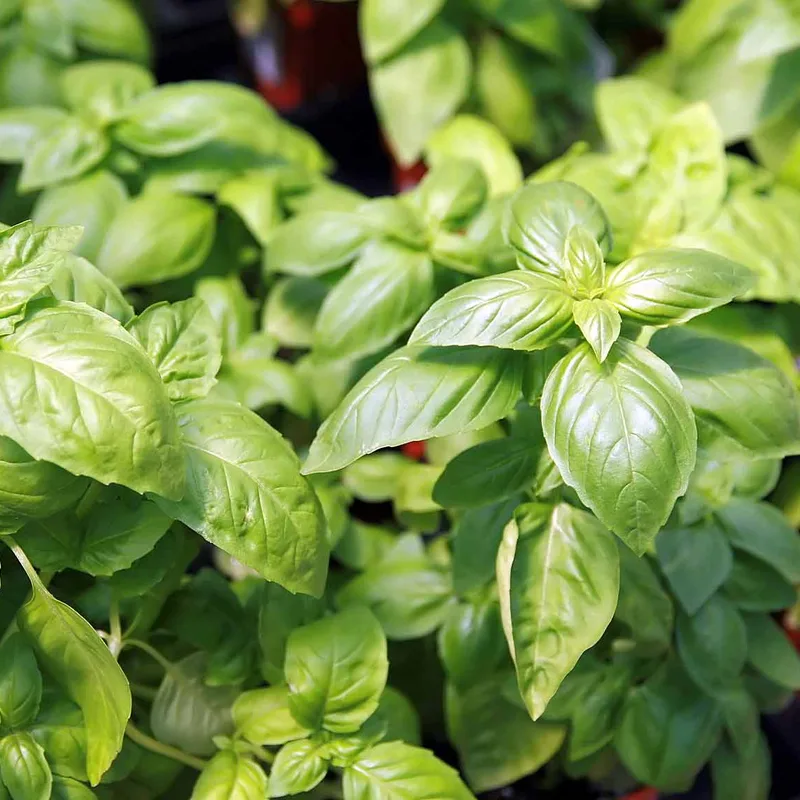 Basil Leaf