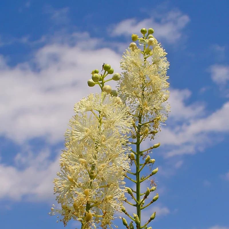 Black Cohosh Root