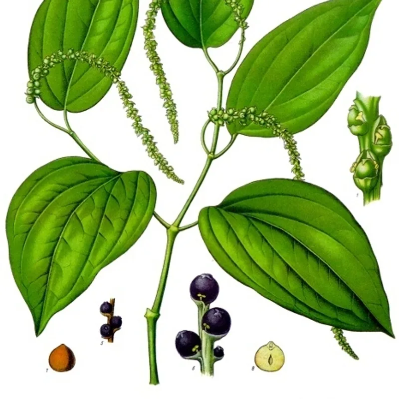 Black Pepper