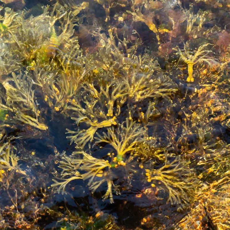 Bladderwrack