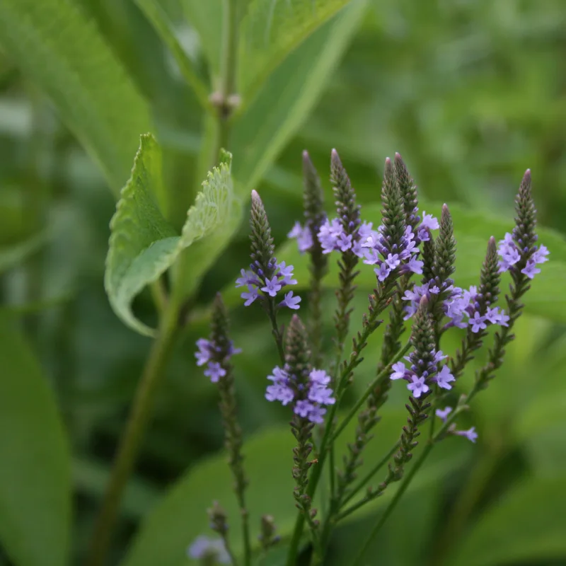 Blue Vervain
