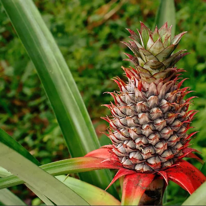 Bromelain