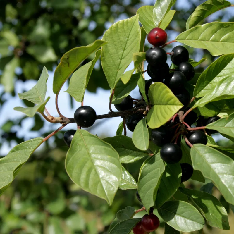 Buckthorn Bark