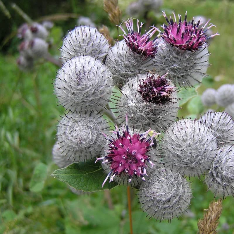 Burdock Root