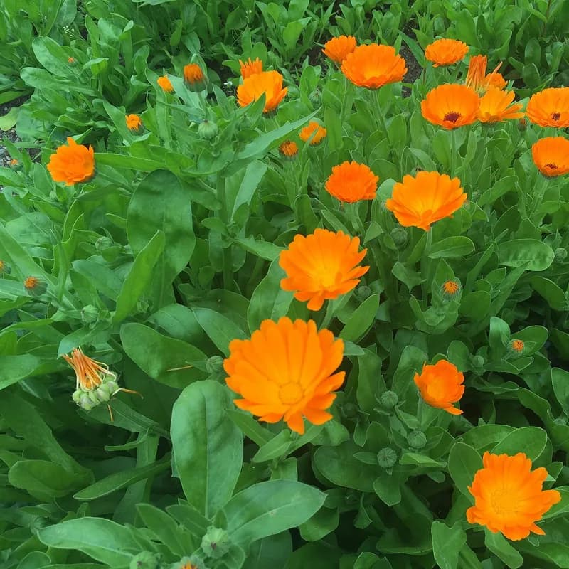 Calendula Flower
