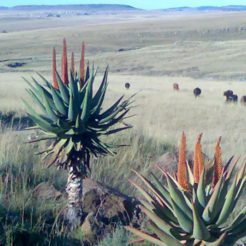 Cape Aloe (Ferox)