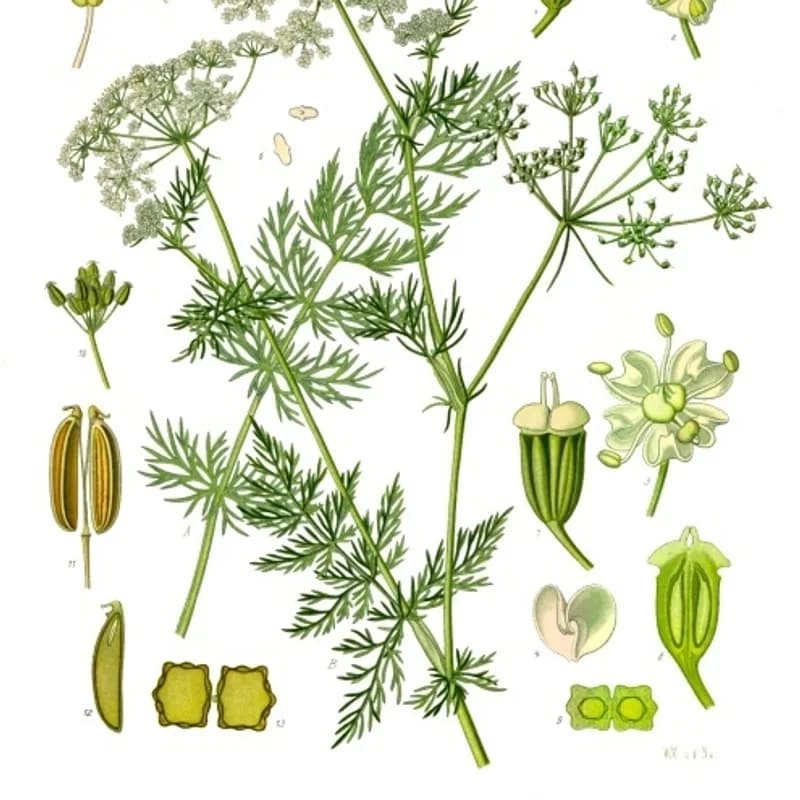 Caraway Seed