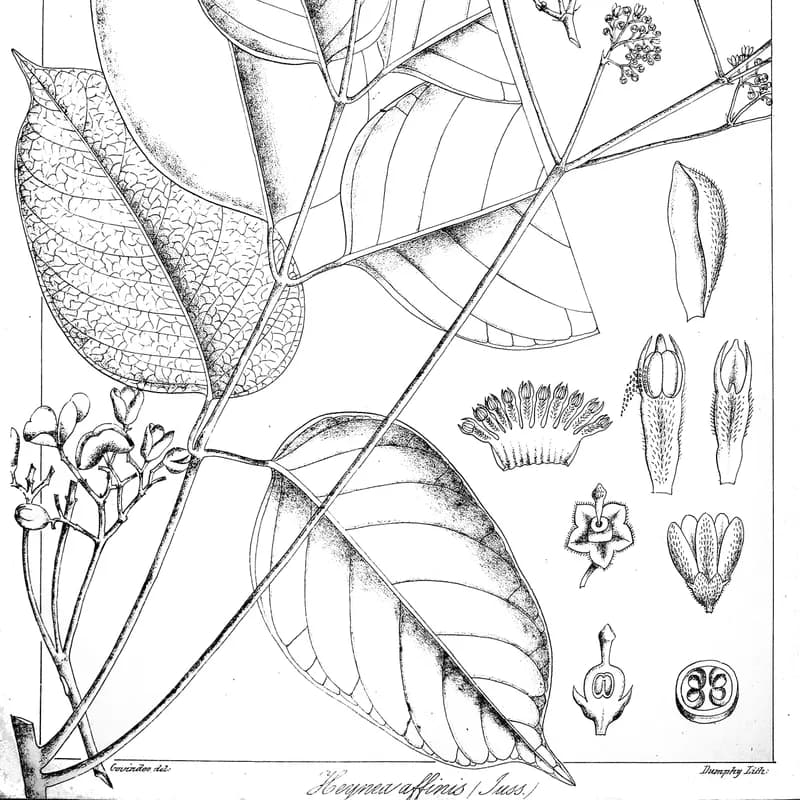 Catuaba Bark