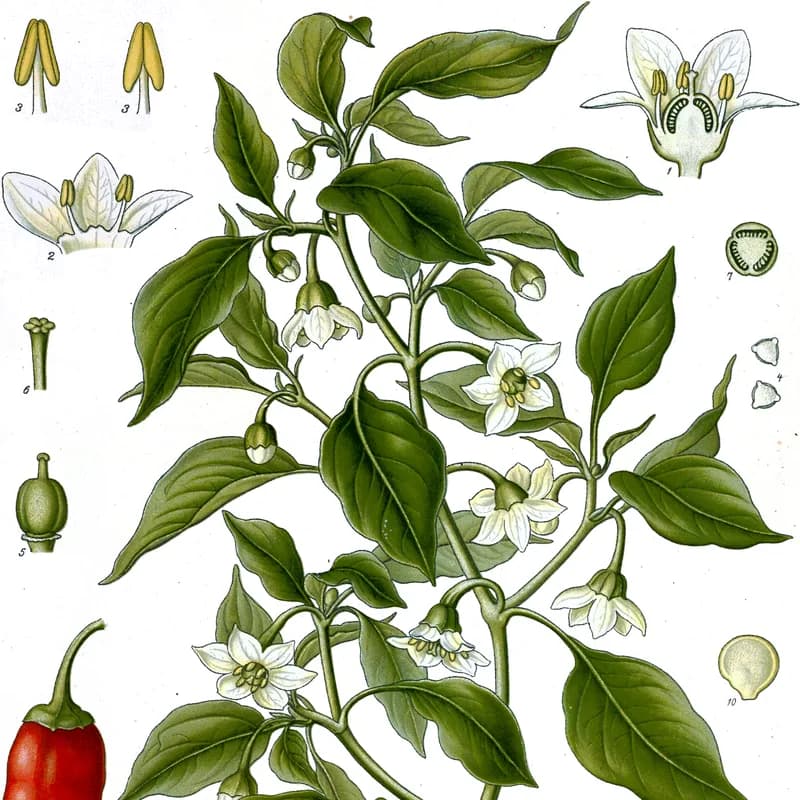 Cayenne Pepper