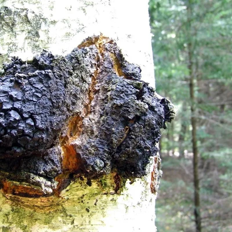 Chaga Mushroom
