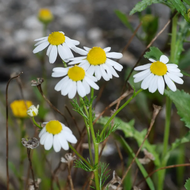 Chamomile Flower