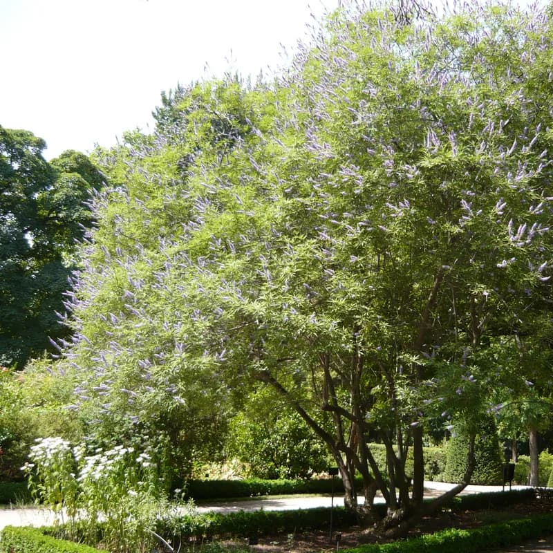 Chaste Tree Berry (Vitex)