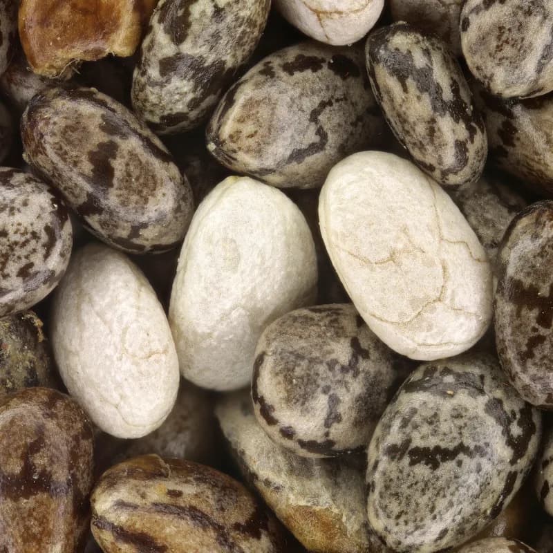 Chia Seed