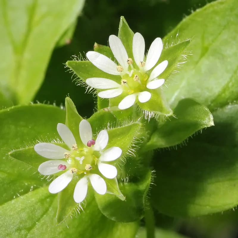 Chickweed Herb