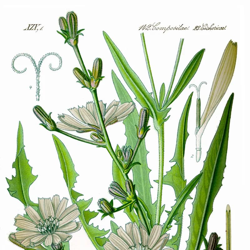 Chicory Root