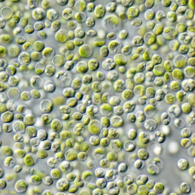 Chlorella