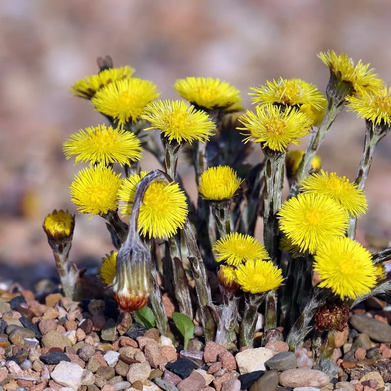 Coltsfoot Leaf