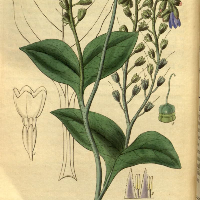 Comfrey Leaf