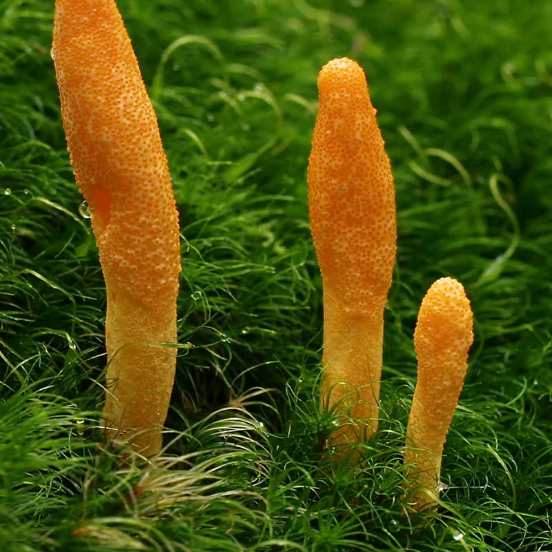 Cordyceps Mushroom
