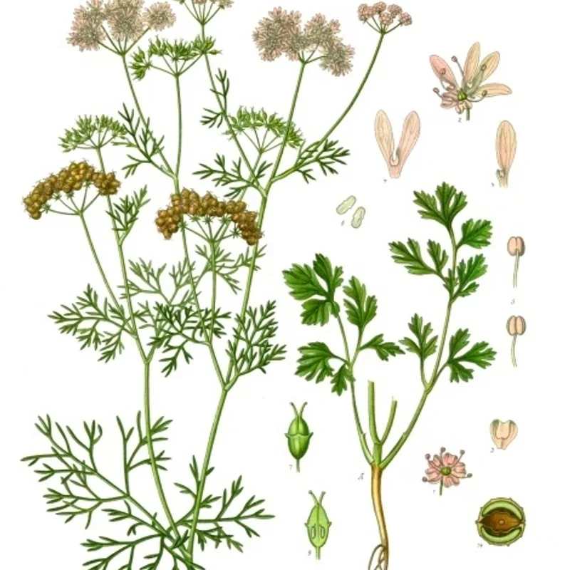 Coriander Seed