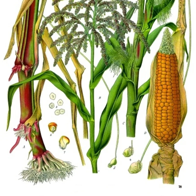 Cornsilk