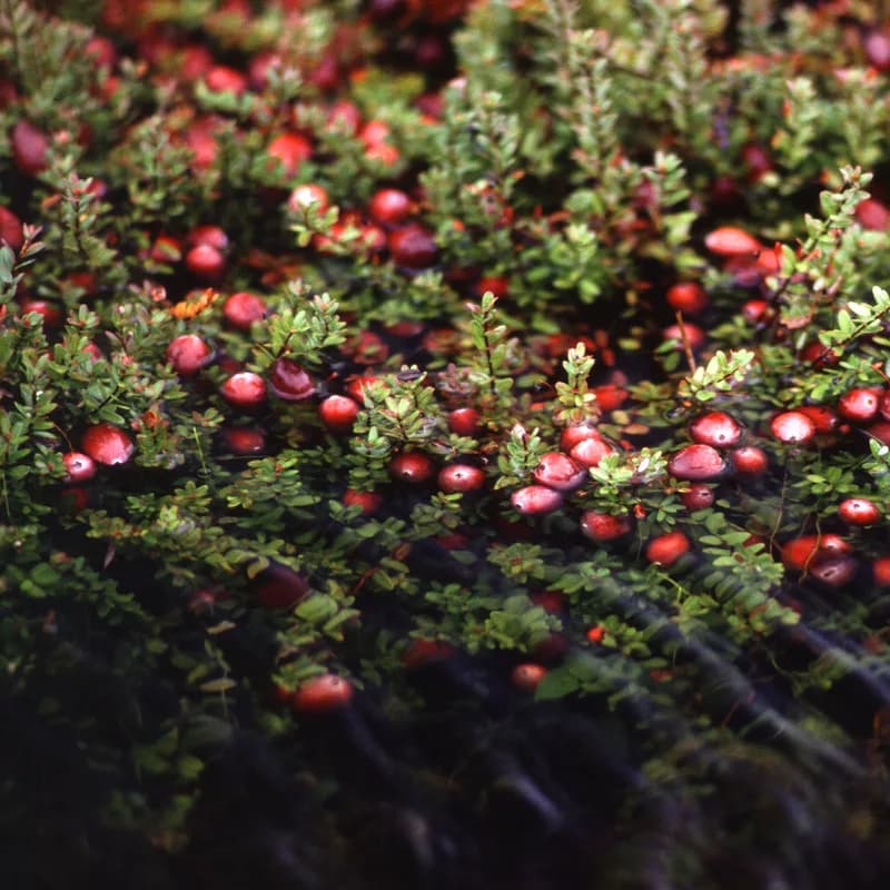 Cranberry