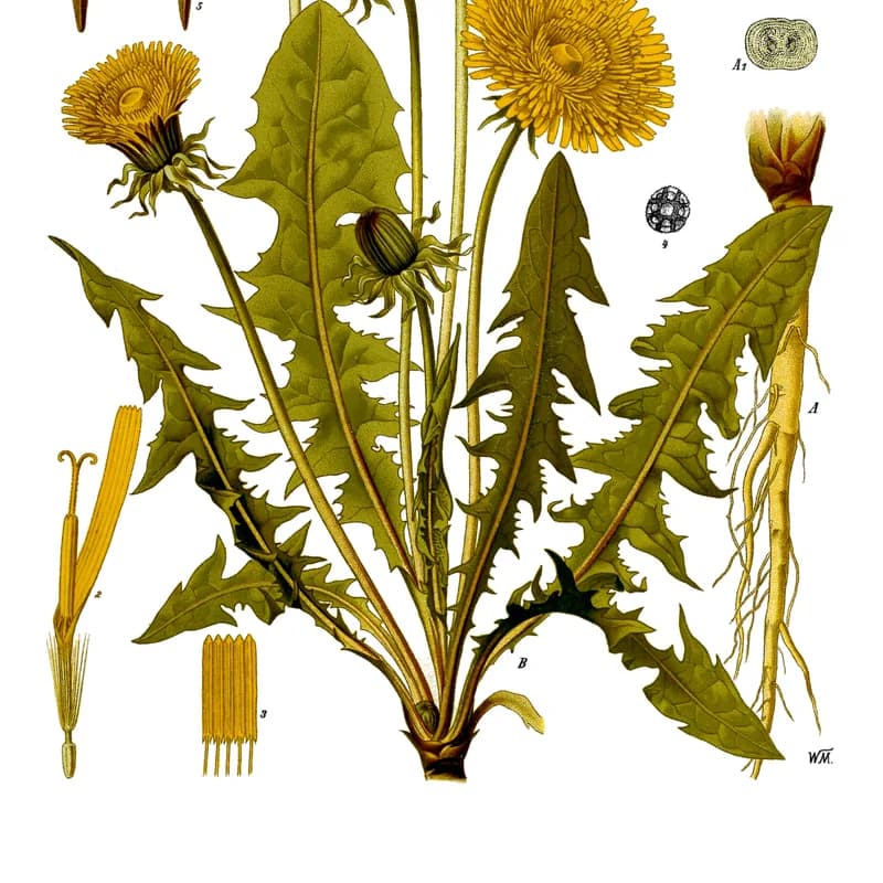Dandelion Root