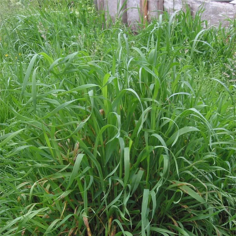 Dog Grass Root (Couch)