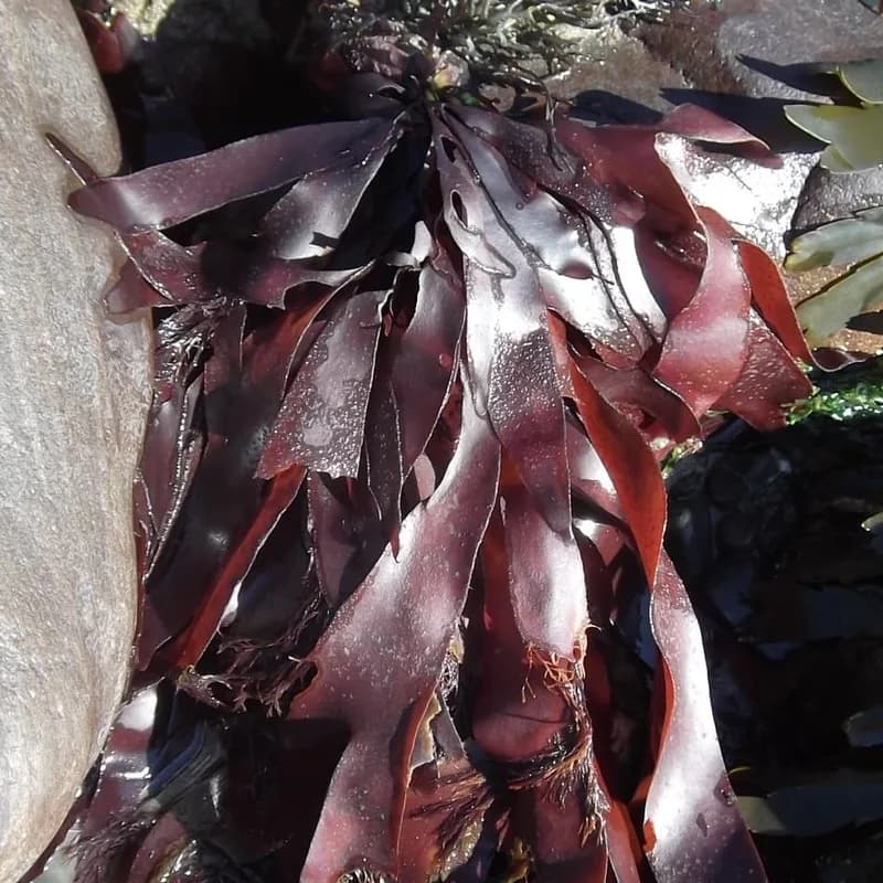 Dulse
