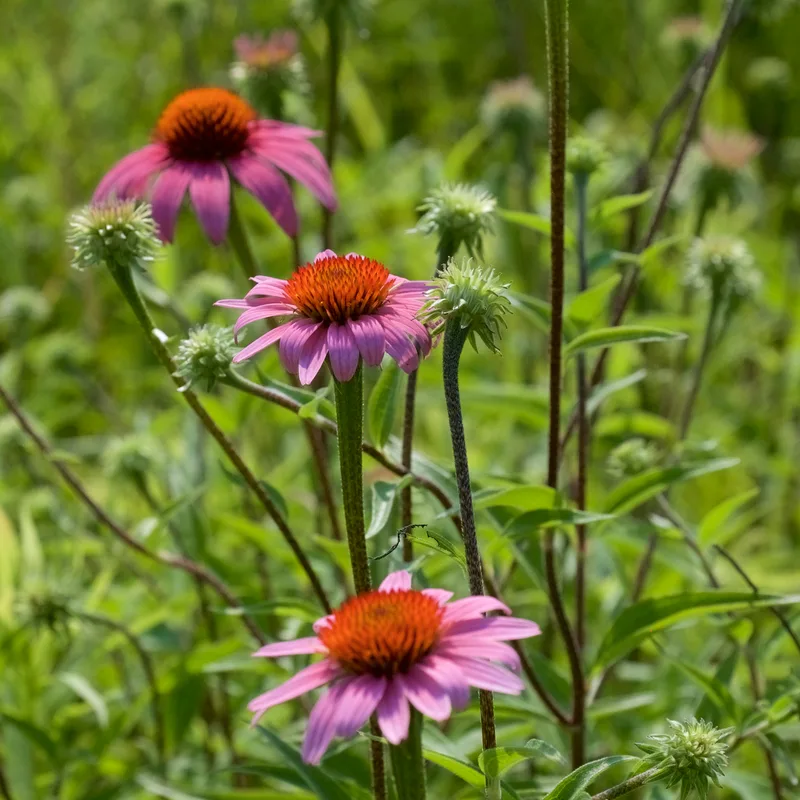 Echinacea Herb