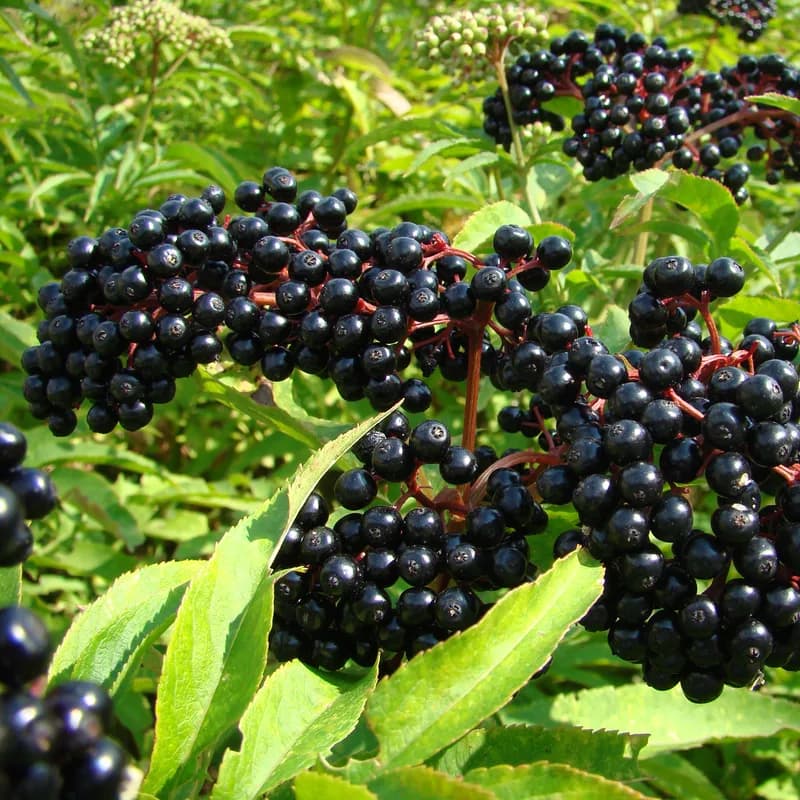 Elder Flower