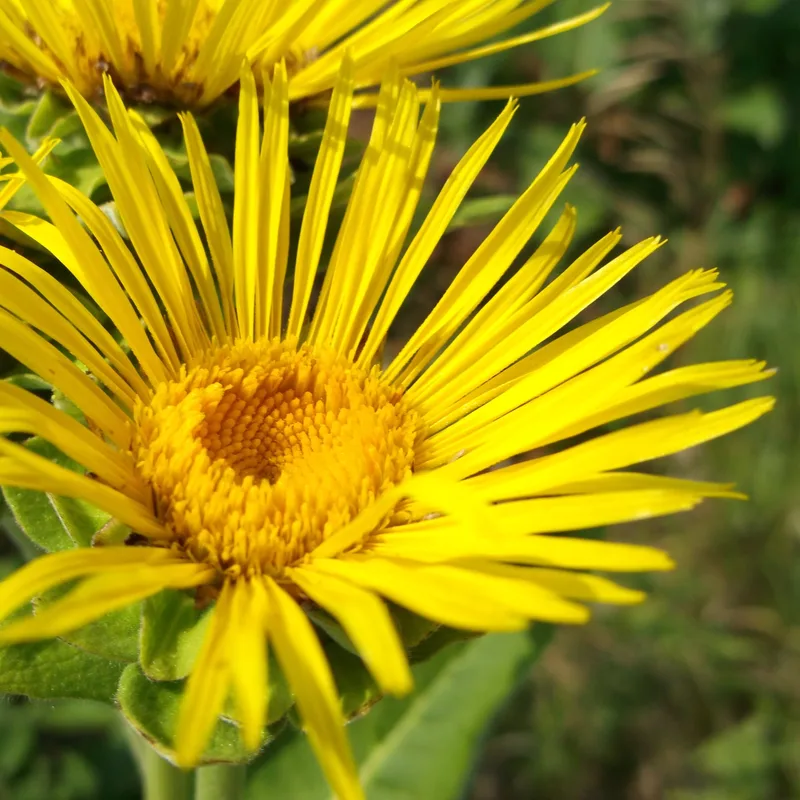 Elecampane Root