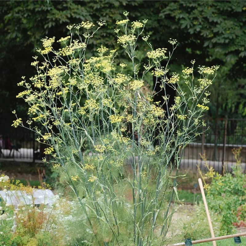Fennel Seed