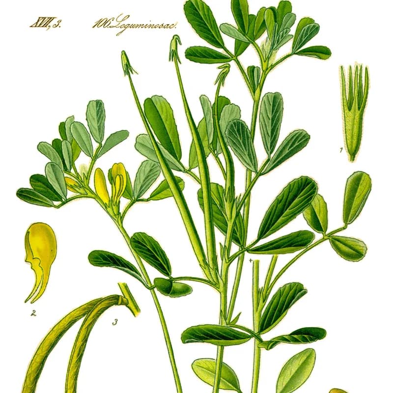 Fenugreek Seed