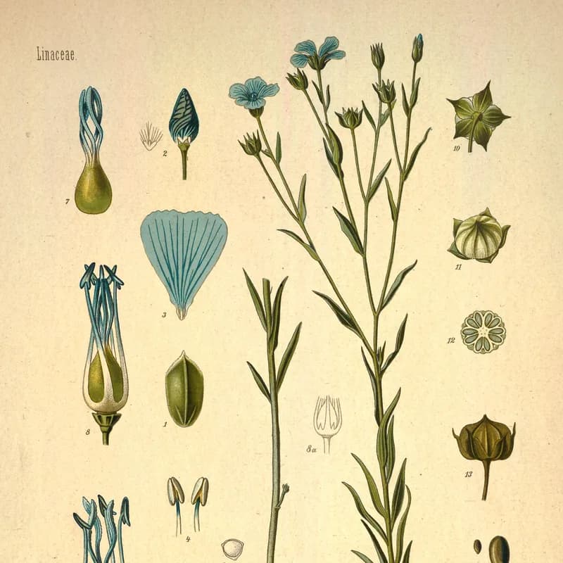 Flax Seed