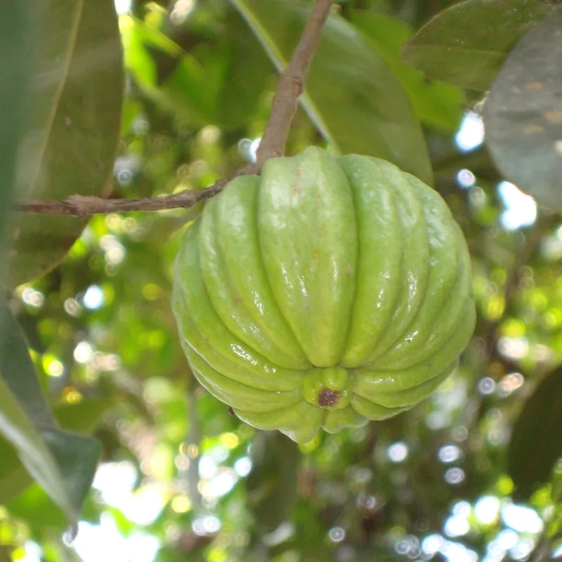 Garcinia Cambogia