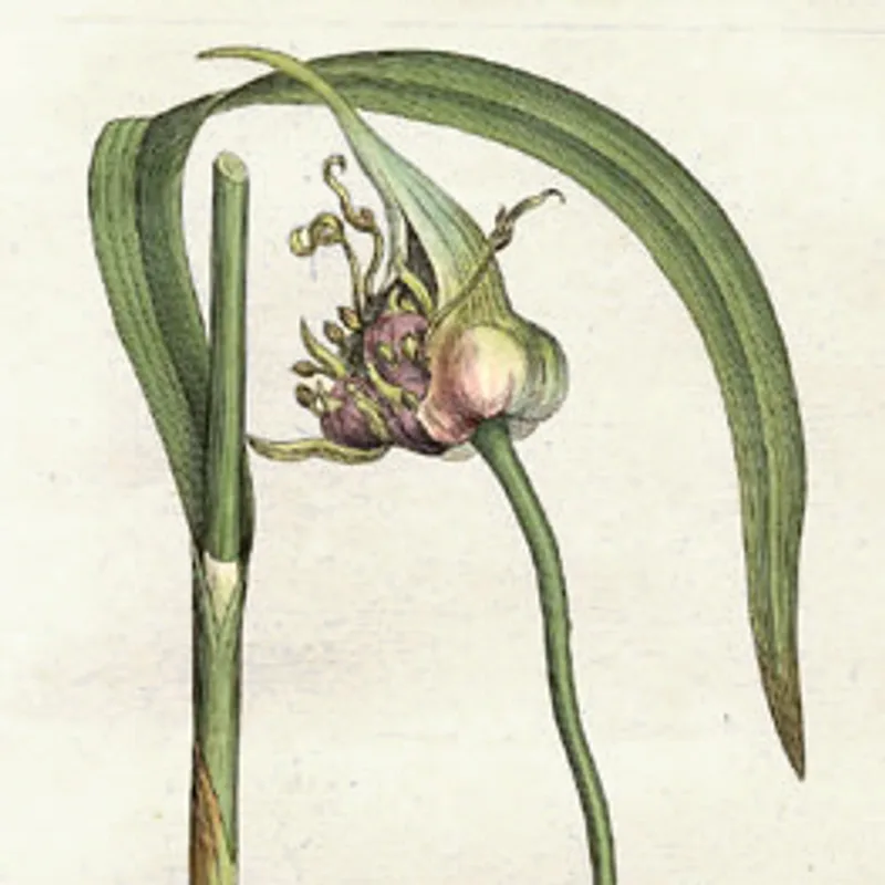 Garlic
