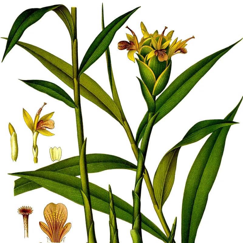 Ginger Root